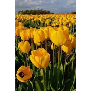 Yellow Tulip Flower